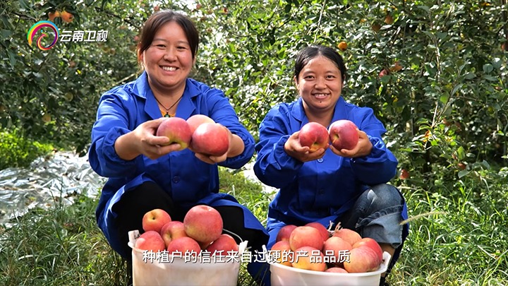 《云南卫视》播报：云煤集团解化好肥助力“三农”生长，，，，，，共绘墟落振兴“幸福唬唬；；；；怼