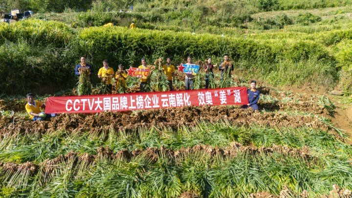 墨江象鼻村生姜大丰收！从莳植、施肥到采摘，，，，，云南解化全程“呵护”